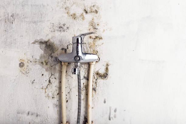 Best Mold Cleaning Services  in Palos Verdes Estates, CA
