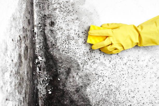 Mold Removal Process in Palos Verdes Estates, CA
