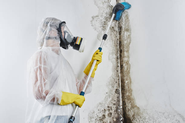 Trusted Palos Verdes Estates, CA Mold Removal Experts