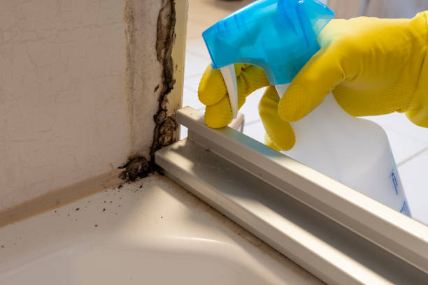 Best Crawl Space Mold Removal  in Palos Verdes Estates, CA