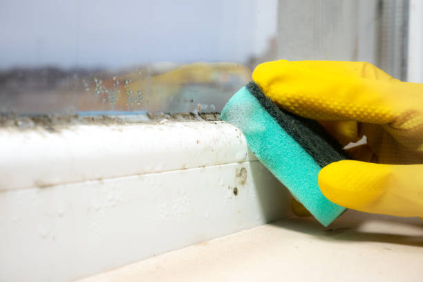 Best Mold Removal Company Near Me  in Palos Verdes Estates, CA