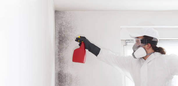 Attic Mold Removal in Palos Verdes Estates, CA