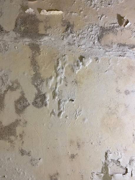 Best Commercial Mold Removal  in Palos Verdes Estates, CA