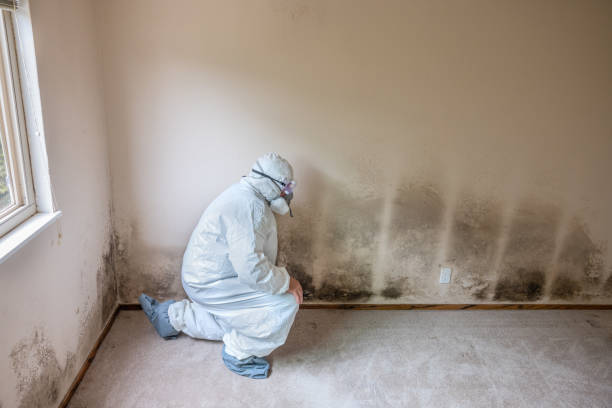 Best Fast Mold Removal  in Palos Verdes Estates, CA