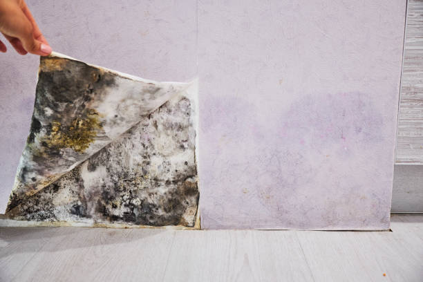 Best Fast Mold Removal  in Palos Verdes Estates, CA